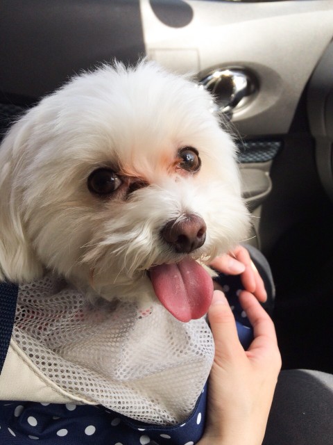 狂犬病予防接種