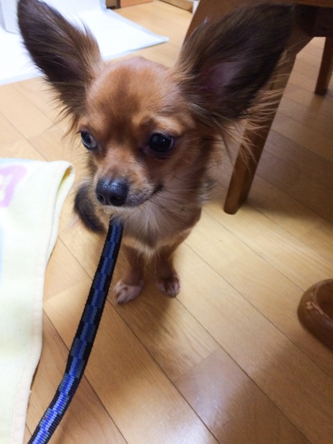 トレーニングも兼ねて