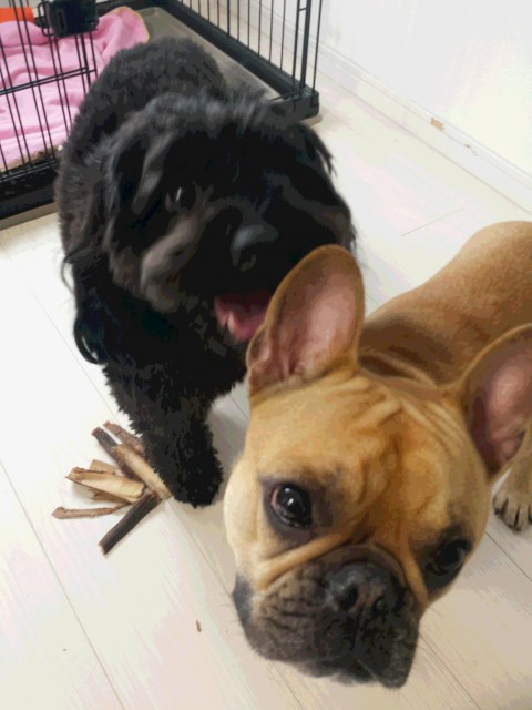 チャーリーくん&ルナちゃん