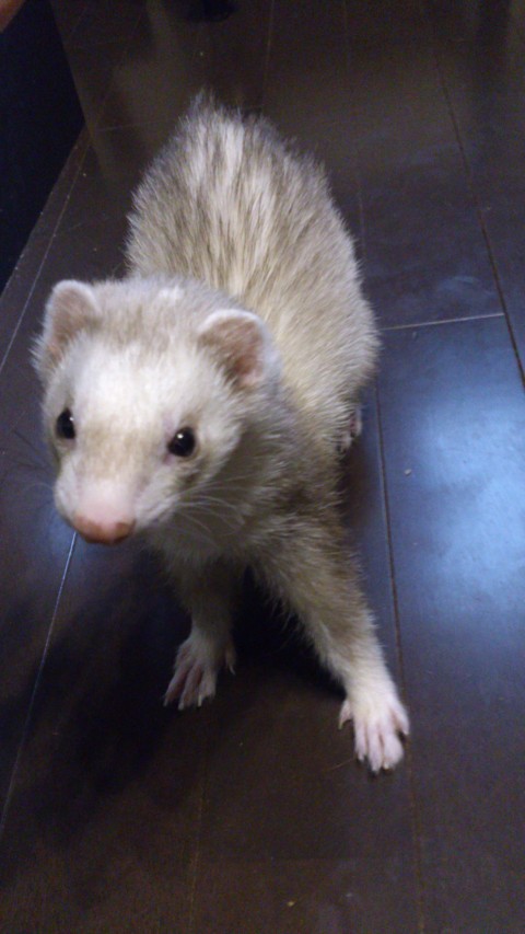 フェレット