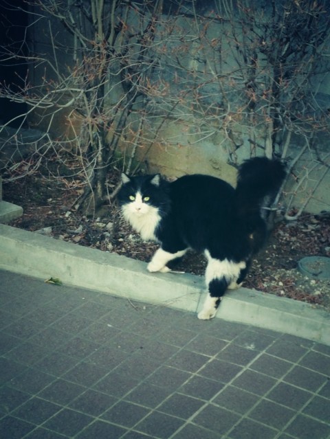 猫たくさん  in池袋