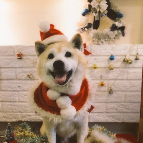 犬心君に夢中です♡