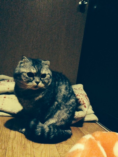 ムサシとコジロウ