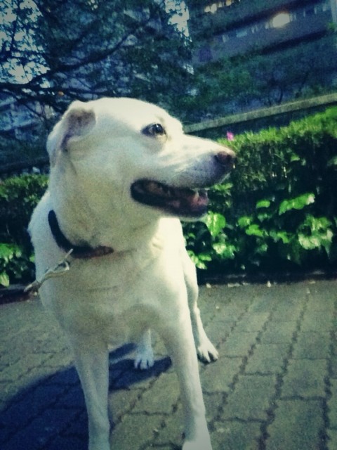 なっちゃんの人生は上々だ