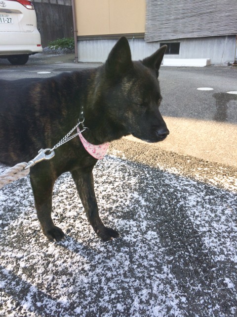 滋賀の甲斐犬親子