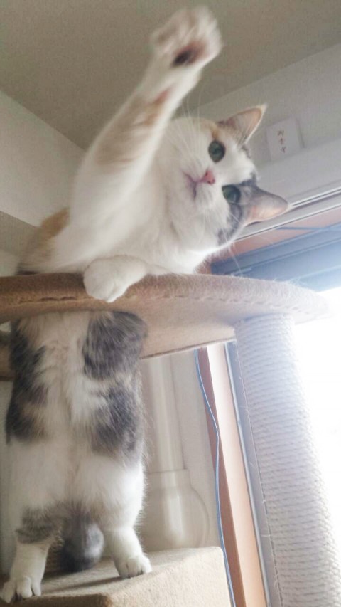 マンチカンのさくらちゃん