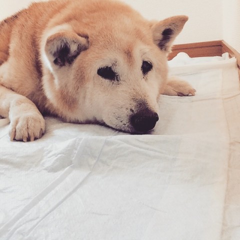 犬心くん またいつか。