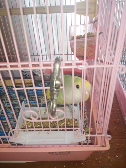28羽の鳥さん