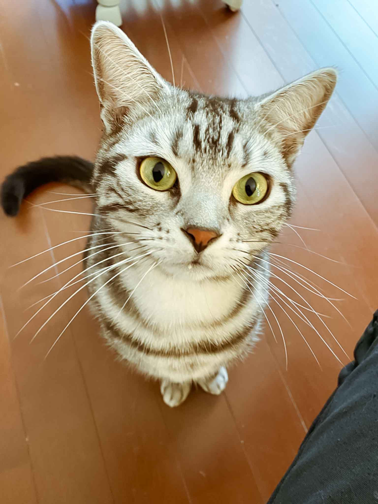 わちゃわちゃ3兄妹、猫ちゃんのお留守番｜東京都世田谷区 | ペット