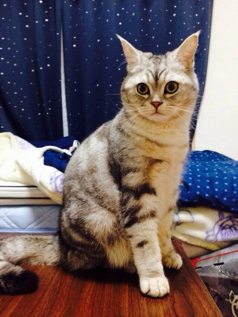 大人っぽいのしんぺーちゃん